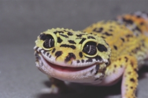 smiling leopard gecko copy