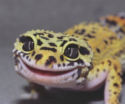 Image result for smiling reptile